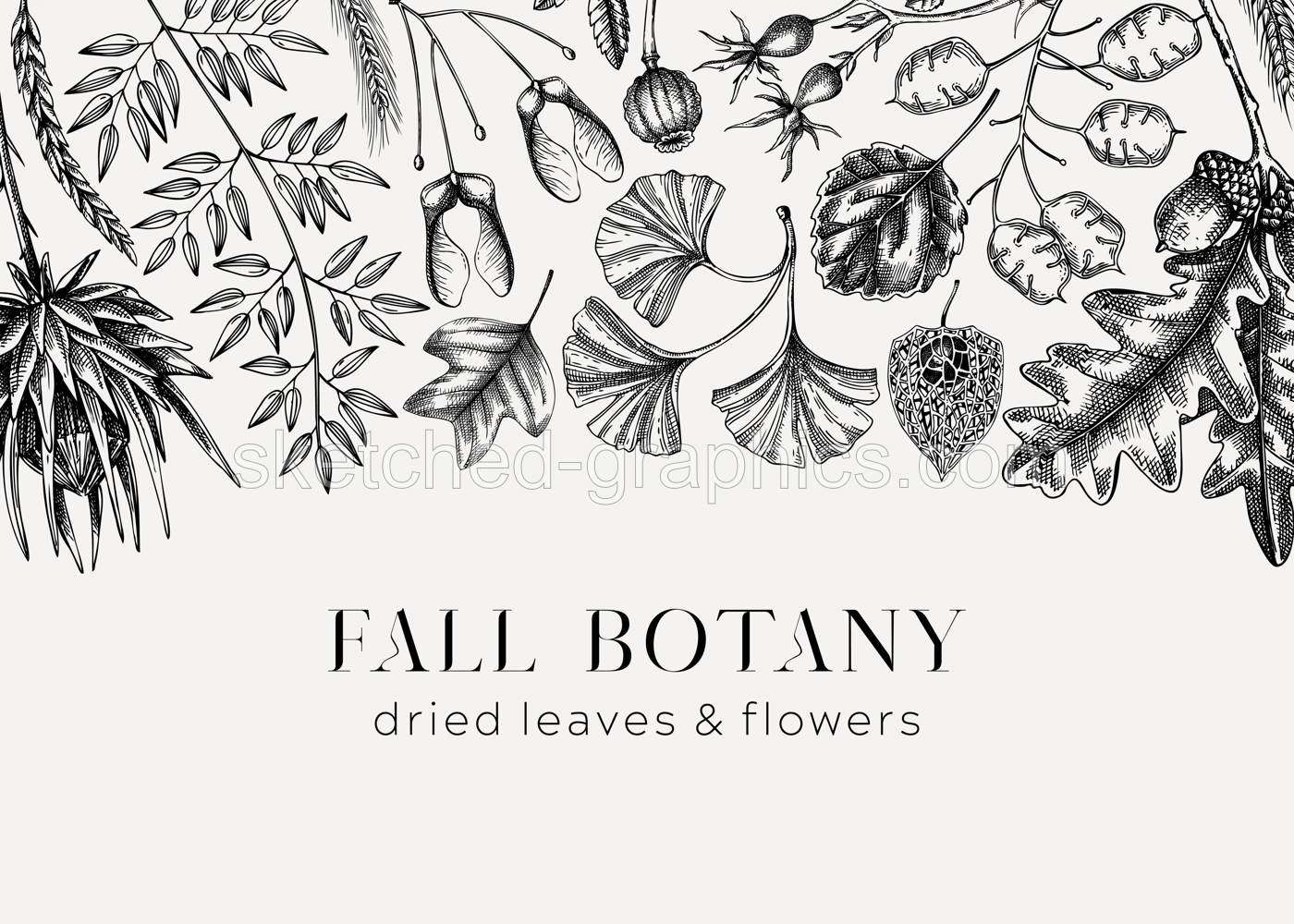 Vintage Autumn background. Black and white fallen leaves and dried flowers sketches. Floral frame. Hand-drawn dried herbs, fall leaves, mushrooms, and fruit illustration. Thanksgiving background. Illustration